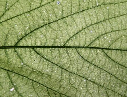 Free Stock Photo of Detailed Leave Texture