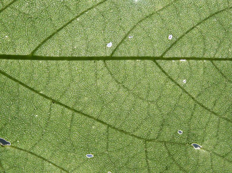 Free stock image of Detailed Leave Texture created by Free Texture Friday