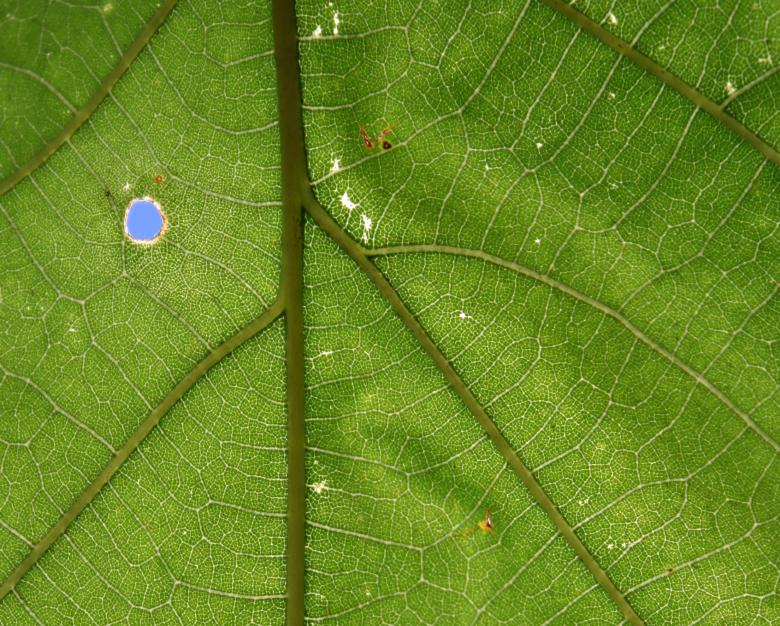 Free stock image of Detailed Leave Texture created by Free Texture Friday