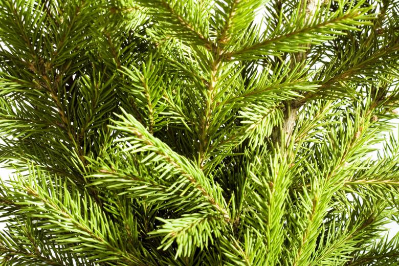 Free stock image of Pine branches created by 2happy