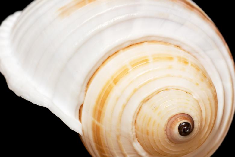 Free stock image of seashell  created by 2happy