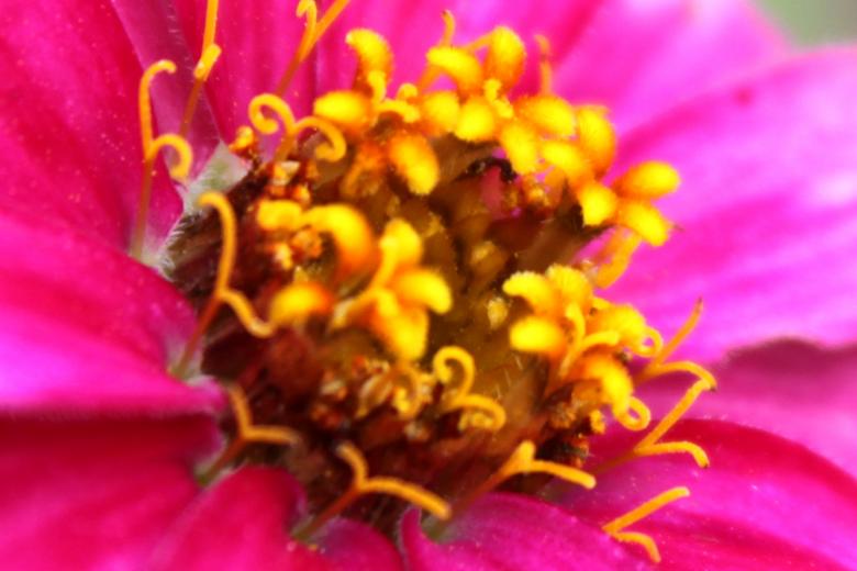 Free stock image of Zinnia flower closeup created by Val Lawless