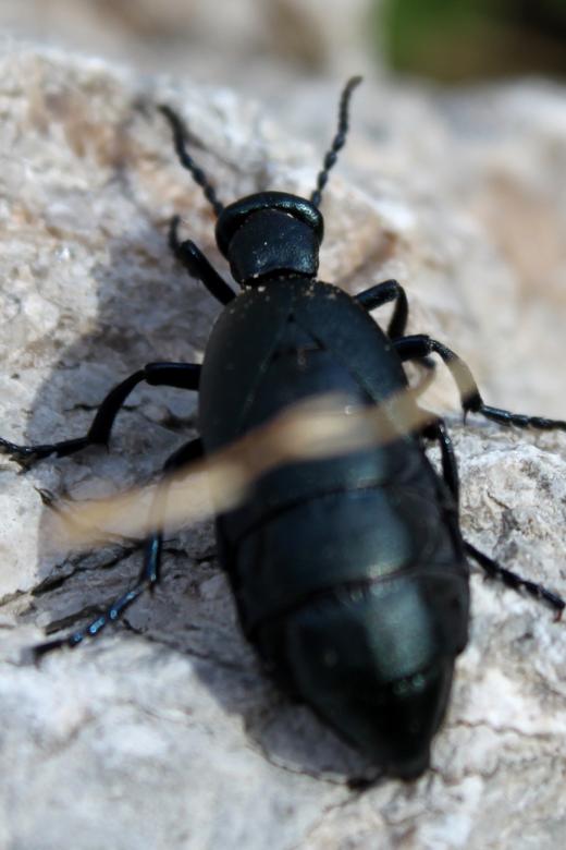 Free stock image of Black beetle created by Val Lawless