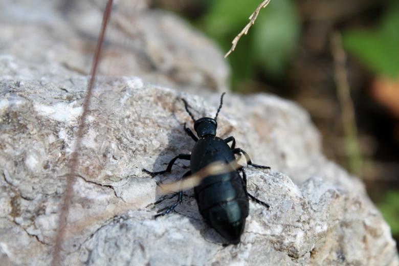 Free stock image of Black beetle created by Val Lawless