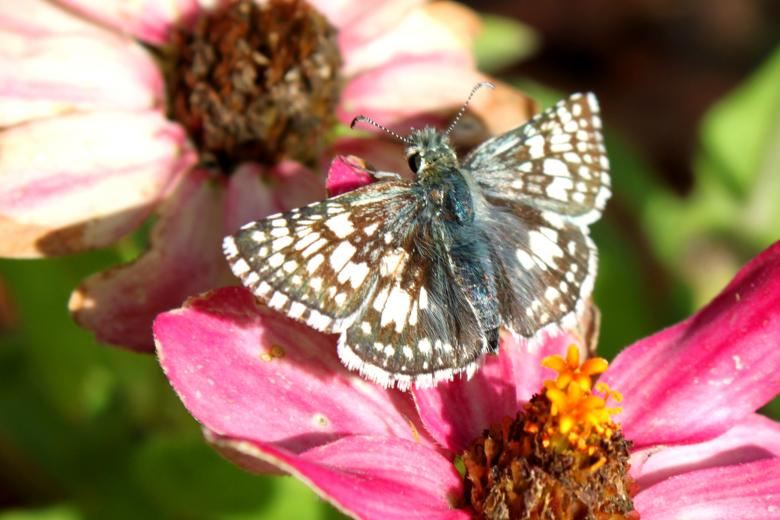 Free stock image of Flower with butterfly created by Val Lawless