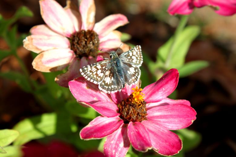 Free stock image of Flower with butterfly created by Val Lawless
