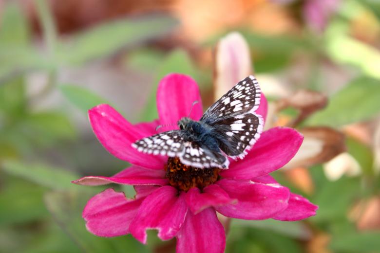 Free stock image of Flower with butterfly created by Val Lawless