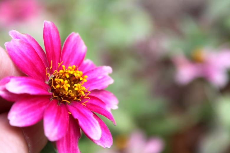 Free stock image of Flower created by Val Lawless