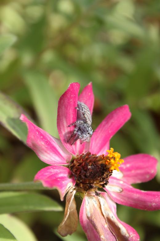 Free stock image of Dying flower with spider created by Val Lawless