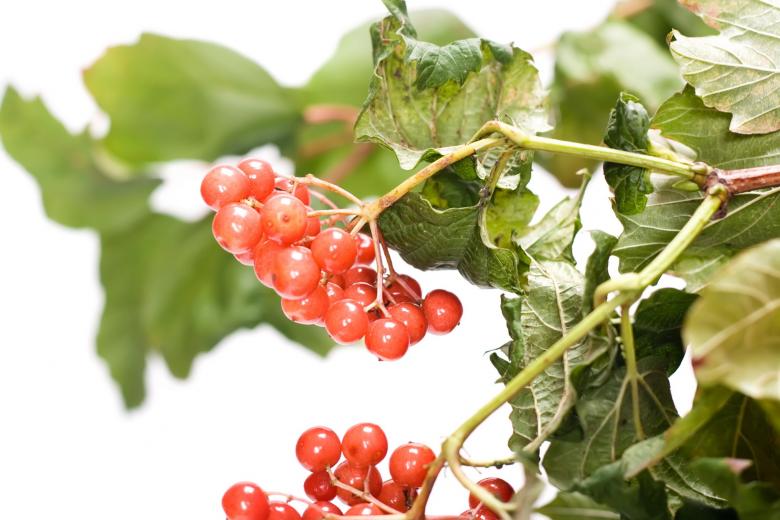Free stock image of red berries created by 2happy