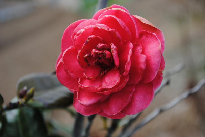 Free stock image of Rose created by Gily Tenorio
