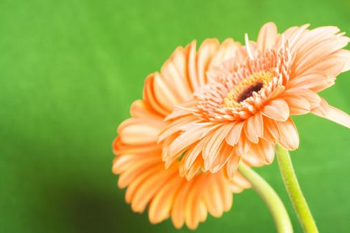 Beautiful Flower Background - Free Stock Photo