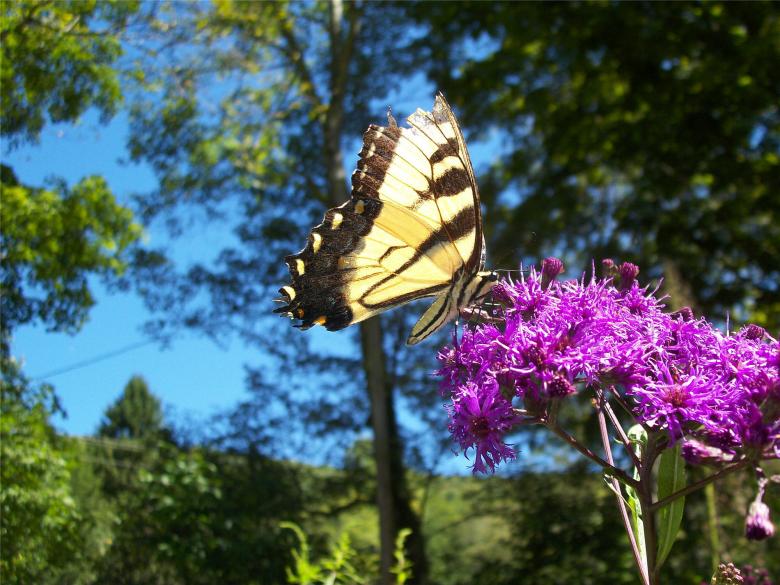 Free stock image of Broken Wing Butterfly created by Nature Girl