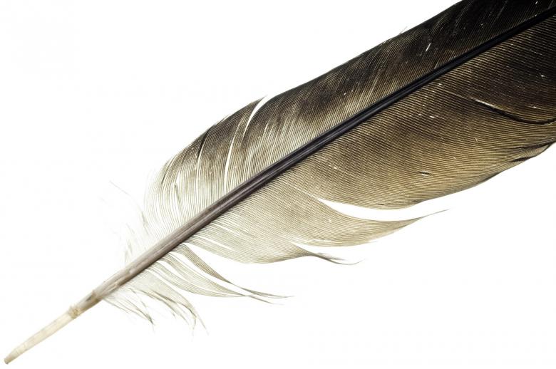 Free stock image of feather  created by 2happy