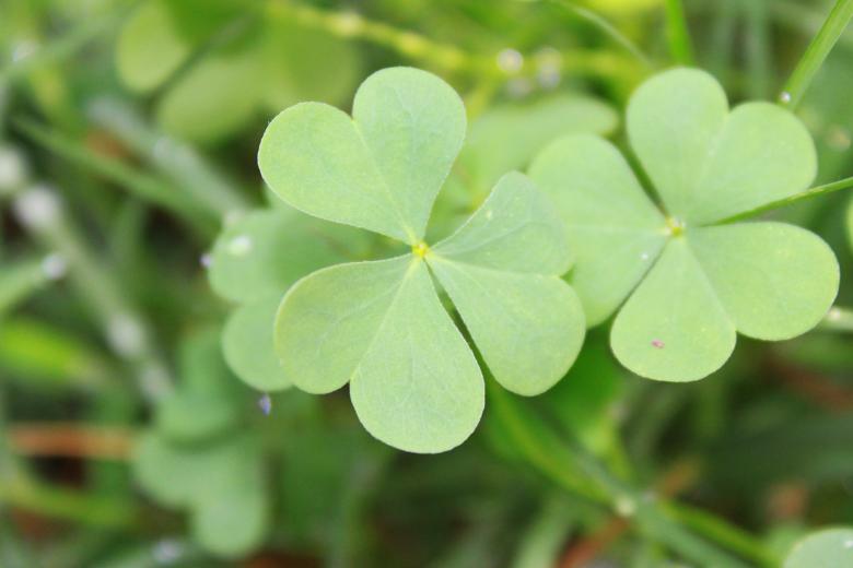 Free stock image of Clover created by Val Lawless