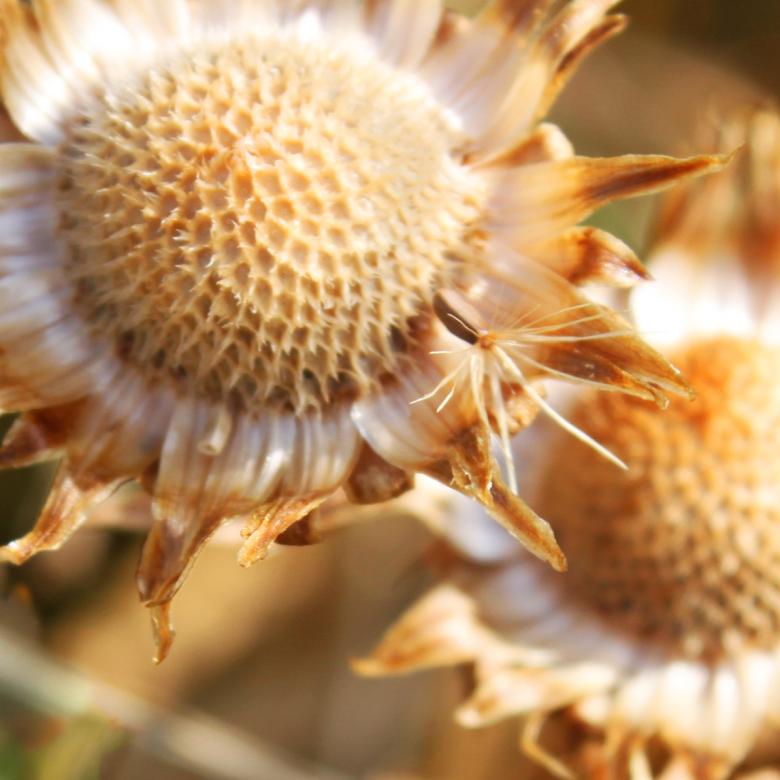 Free stock image of Dry flower created by Val Lawless