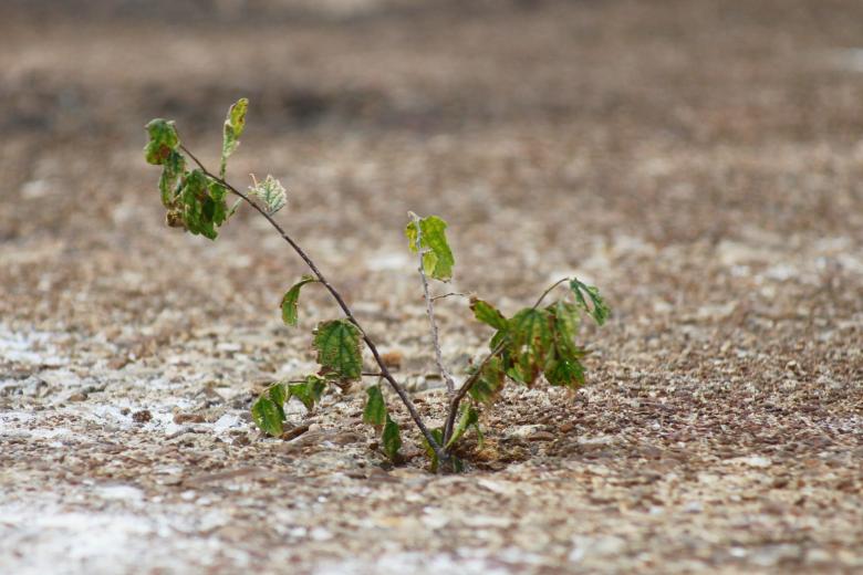 Free stock image of Small plant created by Val Lawless