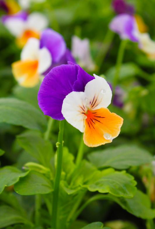 Free stock image of Pansy created by Val Lawless