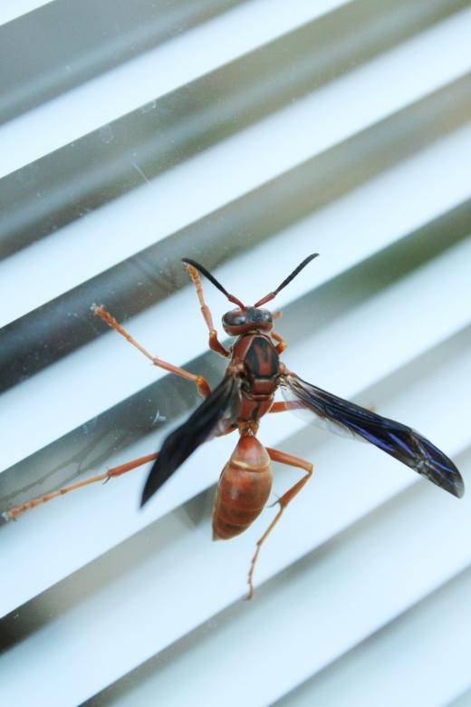 Free stock image of Wasp created by Val Lawless