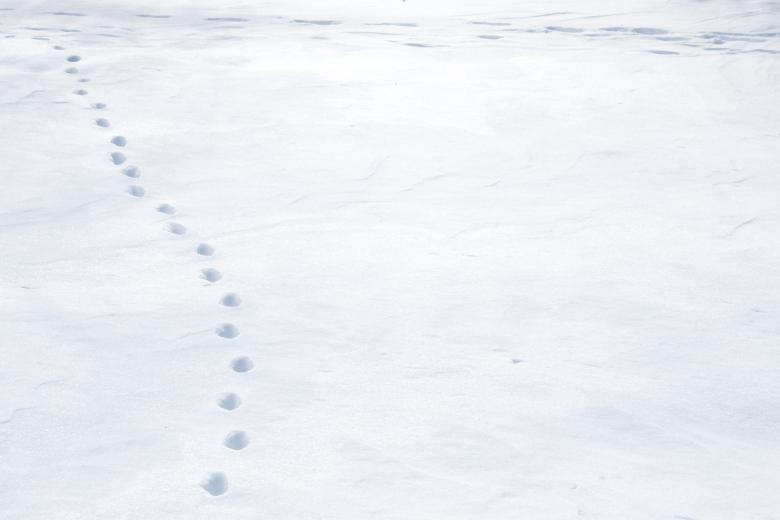 Free stock image of Snow with tracks created by Val Lawless