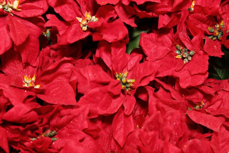 Free stock image of Red poinsettia created by Val Lawless