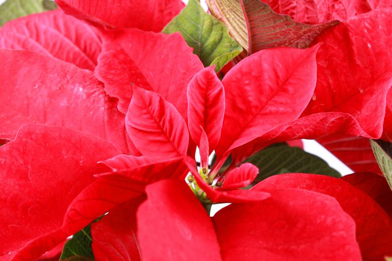 Free stock image of Red poinsettia created by Val Lawless