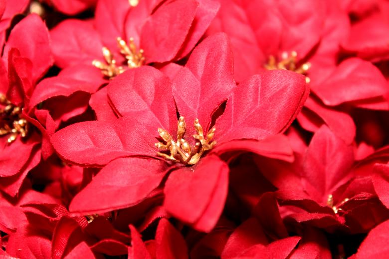 Free stock image of Red poinsettia created by Val Lawless