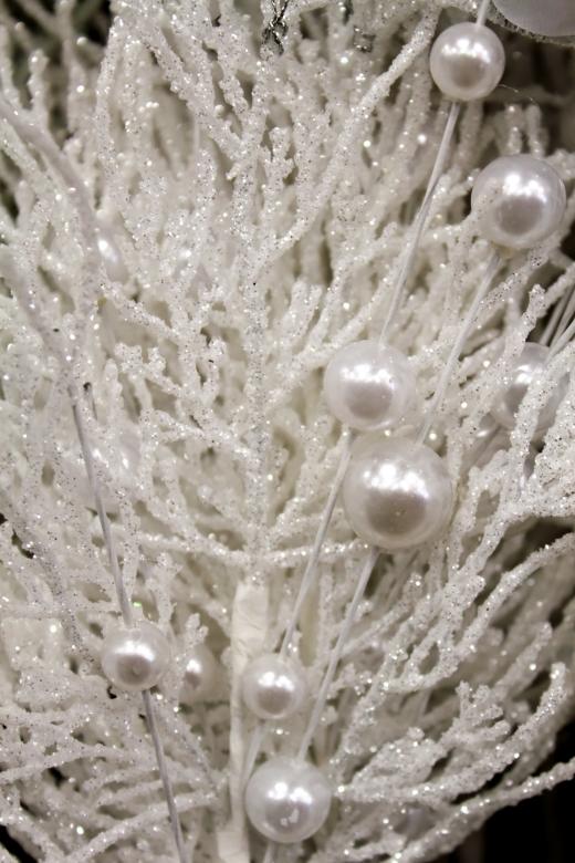 Free stock image of White plant created by Val Lawless