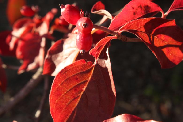 Free stock image of Red Leaves created by Val Lawless