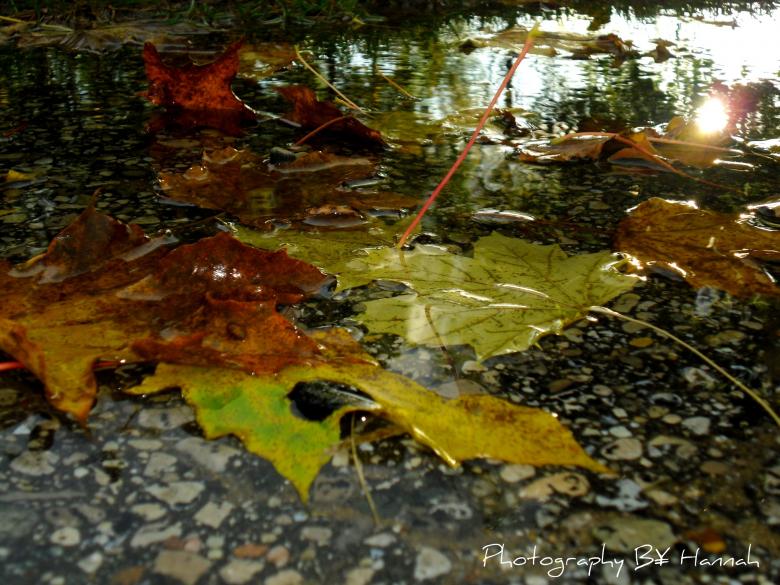 Free stock image of Leaves in water created by Hannah Yoder