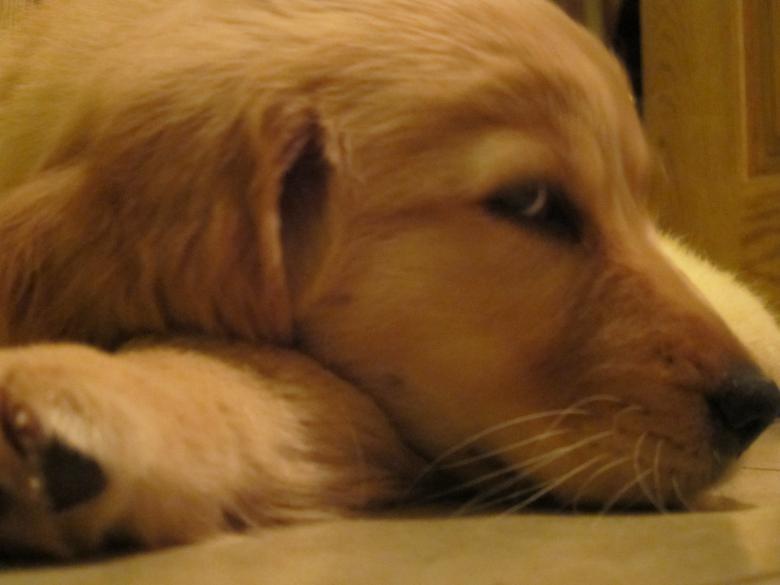 Free stock image of Sleepy created by Brian