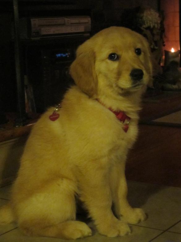 Free stock image of Puppy created by Brian