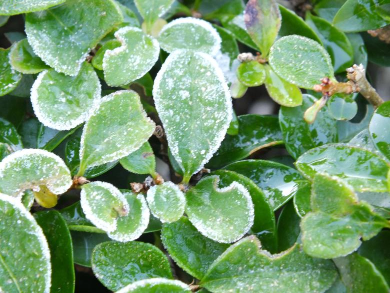 Free stock image of Frost created by Stephan Gerlach
