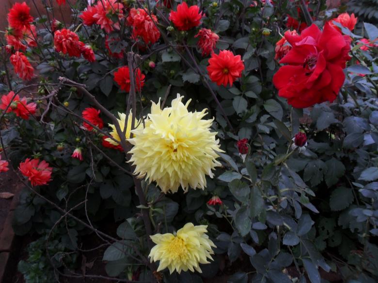 Free stock image of rose and more created by v vineet kumar
