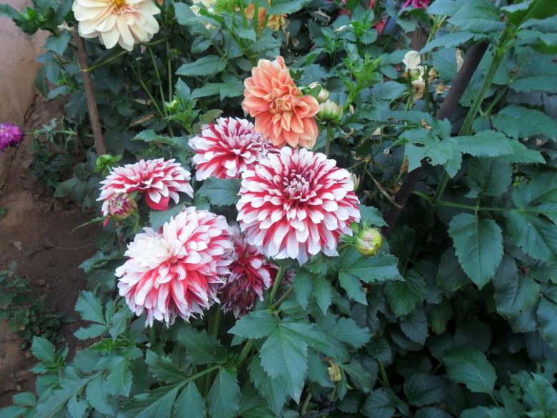 Free stock image of nature's beauty created by v vineet kumar