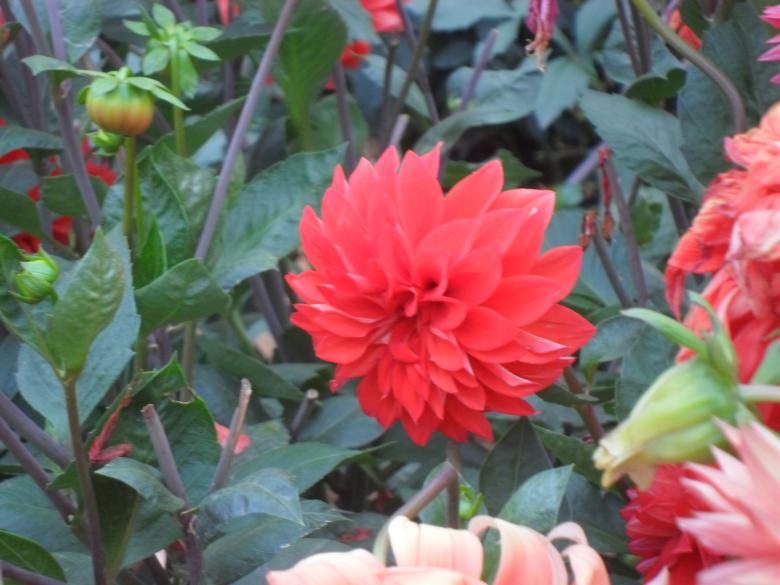 Free stock image of red blossoms created by v vineet kumar
