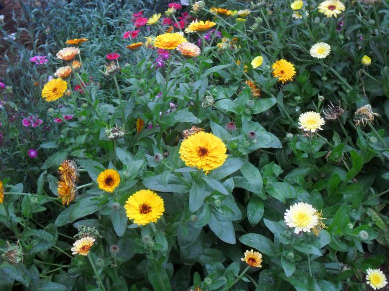 Free stock image of Yellow blossoms created by v vineet kumar
