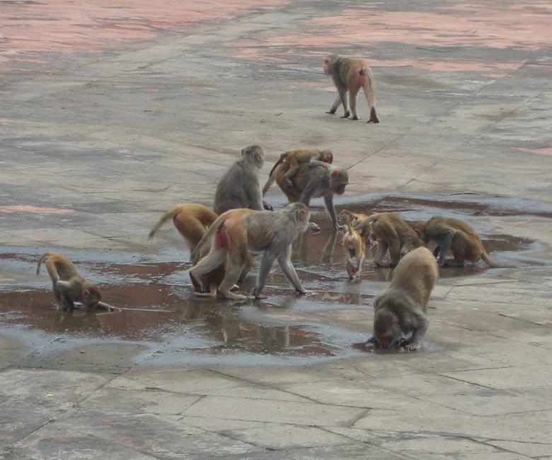 Free stock image of Monkeys Drinking Water created by Tona sam