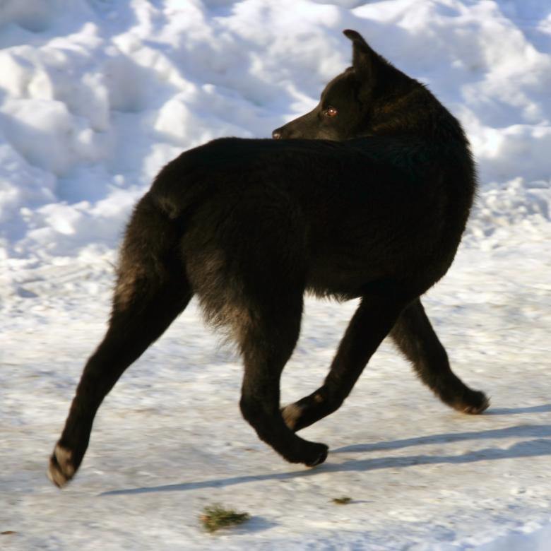 Free stock image of Dog Running created by 2happy