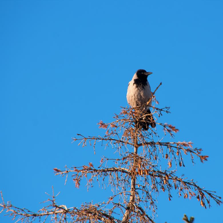 Free stock image of bird created by 2happy