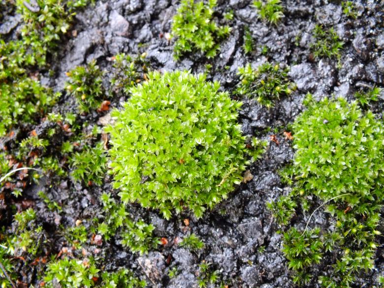 Free stock image of Plant created by Stephan Gerlach