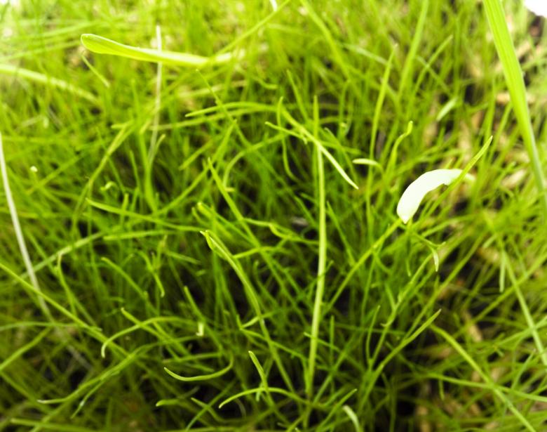 Free stock image of grass  created by 2happy