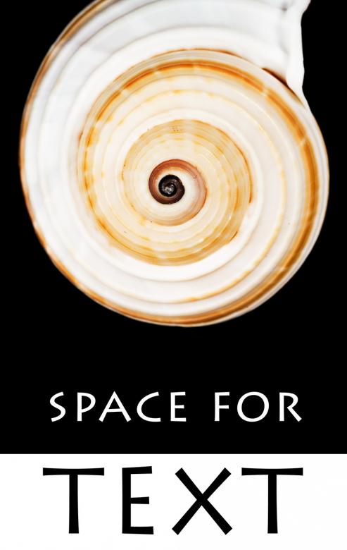 Free stock image of Shell  created by 2happy