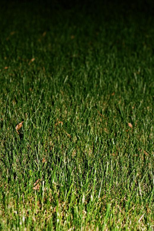 Free stock image of Grass created by 2happy