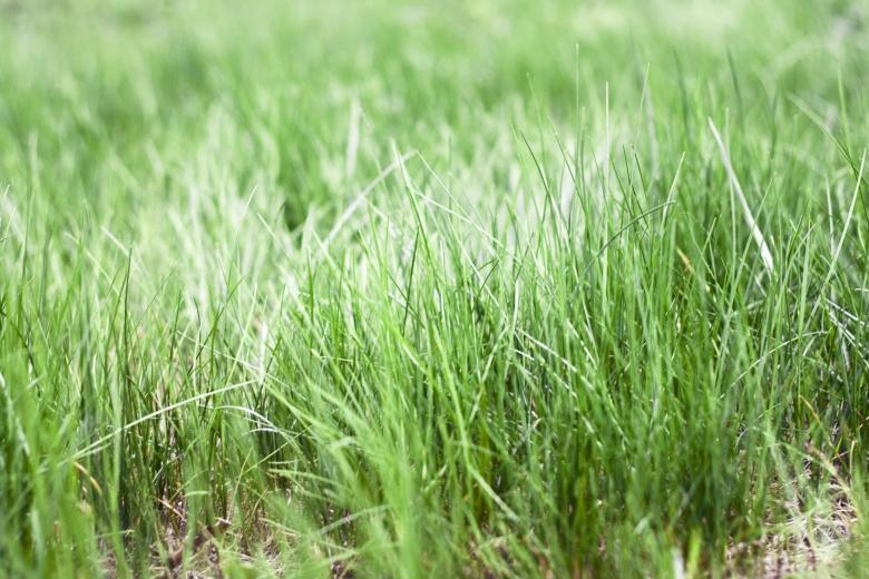 Free stock image of Grass created by 2happy