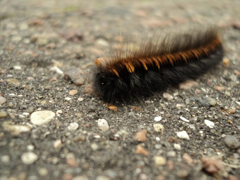 Free stock image of Caterpillar created by Serg Serg