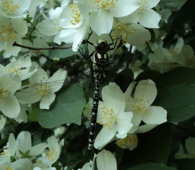 Free stock image of Dragonfly on jasmine created by Serg Serg