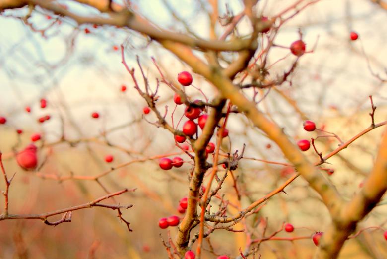 Free stock image of Rowan created by Anna Em