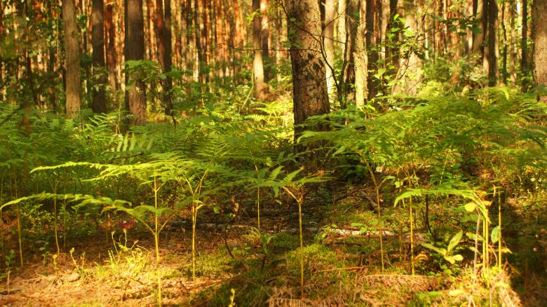 Free stock image of Forest 1 created by Anna Em