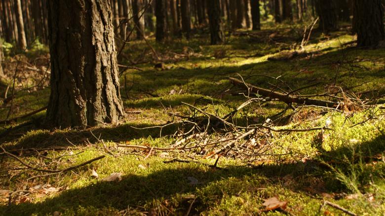 Free stock image of Forest 2 created by Anna Em